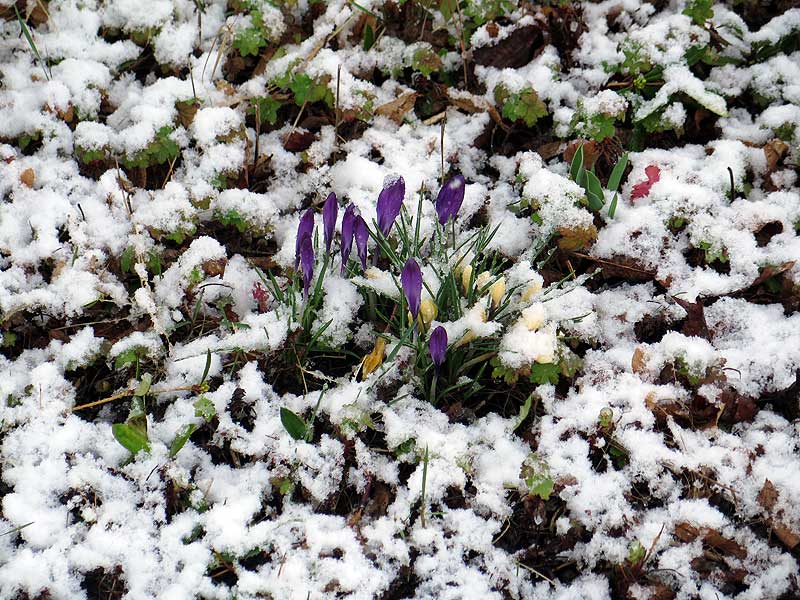 Wintereinbruch 14.3.2025