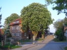 Kastanienblüte am Bürgerhaus - 2006