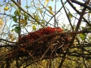 Vogelrestaurant - Nest mit Hagebuttenresten