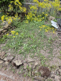 Waid-Neuaussaat 2025