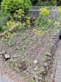 Waid-Neuaussaat 2025