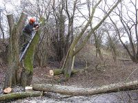 Der erste Ast fällt