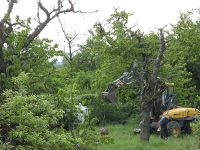 Baumpflanzung auf dem Peetzensberg