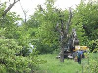 Baumpflanzung auf dem Peetzensberg