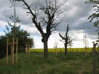 Baumpflanzung auf dem Peetzensberg