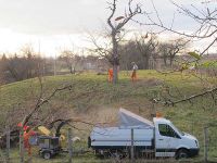 Baumfällarbeiten auf dem Peetzensberg