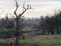 Baumfällarbeiten auf dem Peetzensberg