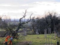 Baumfällarbeiten auf dem Peetzensberg