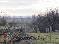 Baumfällarbeiten auf dem Peetzensberg