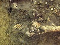 Hundezähne in Reihe