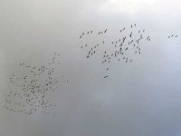 Vogelzug der Kraniche 2017