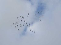 Vogelzug der Kraniche 2017