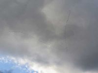 Vogelzug der Kraniche 2017