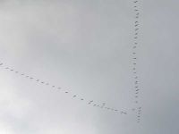 Vogelzug der Kraniche 2017