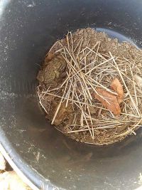 Krötensschutzzaun 2019