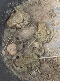 Krötensschutzzaun 2019