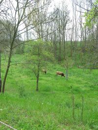 Streuobstwiese mit Rindern