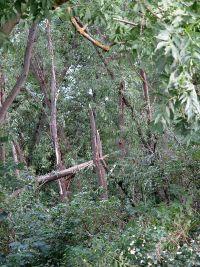 Unwetterschäden in Hochstedt