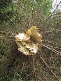 Unwetterschäden in Hochstedt