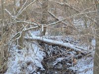 Winter im Januar 2026