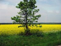 Blühende Rapsfelder