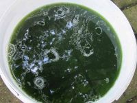 absieben der Blätter