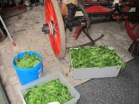 Waidblätter zum Färben