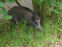 Tag 4 - Ostsee und Oberländischer Kanal