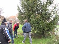 Der zukünftige Weihnachtsbaum