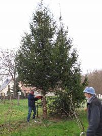 Der zukünftige Weihnachtsbaum