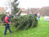 Der zukünftige Weihnachtsbaum