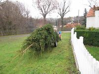 Der zukünftige Weihnachtsbaum