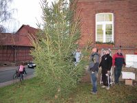 Anputzen des Weihnachtsbaums