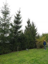 Weihnachtsbaumsetzen