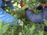 Weihnachtsbaumsetzen