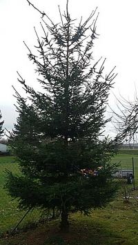 Weihnachtsbaumsetzen