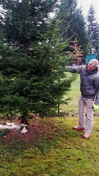 Weihnachtsbaumsetzen