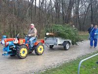 Weihnachtsbaumsetzen