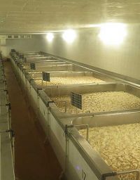 Brauerei Chodovar - Gärbehälter