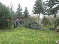 Weihnachtsbaumsetzen