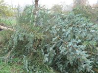 Weihnachtsbaumsetzen