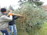 Weihnachtsbaumsetzen