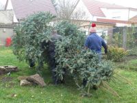 Weihnachtsbaumsetzen