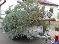 Weihnachtsbaumsetzen