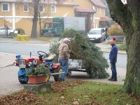 Weihnachtsbaumsetzen
