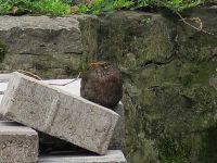 Was die wohl machen?