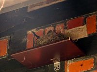 Weiterbrüten ist angesagt