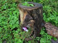 Ostereierverstecken 2017