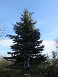 Weihnachtsbaumsetzen 2017