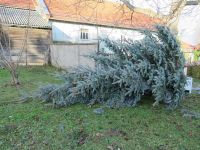 Weihnachtsbaumsetzen 2017